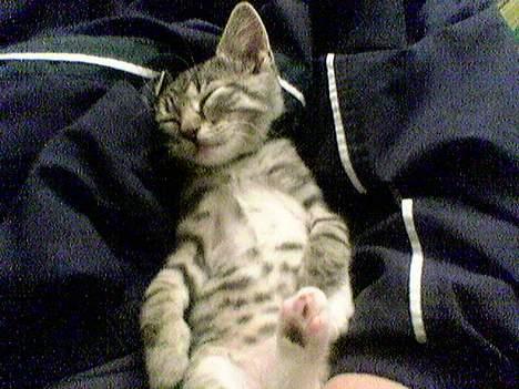 Blanding af racer Junior billede 6