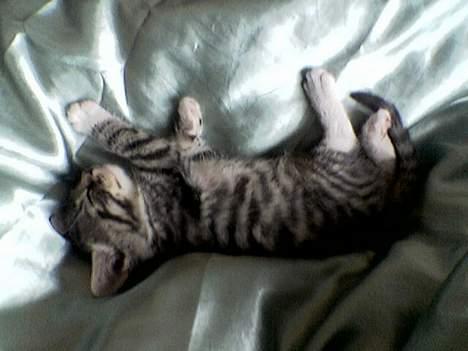 Blanding af racer Junior billede 7