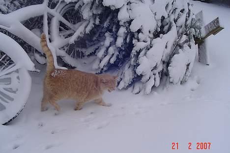 Huskat *Nuggi* - Welkommen til min profil. sne hvad er det nu for noget .? billede 1