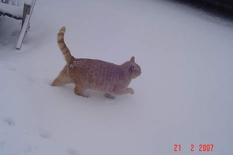 Huskat *Nuggi* - ejj jeg bliver jo våd. billede 2