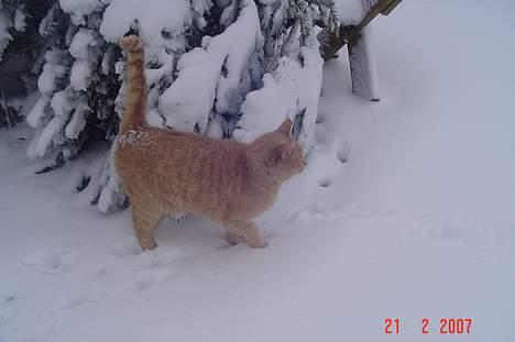 Huskat *Nuggi* - Hvis jeg nu skynder mig så bliver jeg ikke så våd heh. billede 3