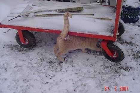 Huskat *Nuggi* - NÅr enden er god er alting godt C",) billede 4