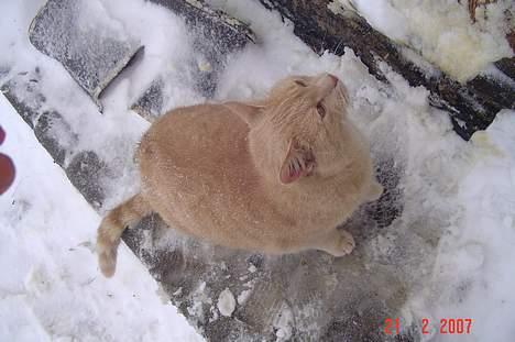 Huskat *Nuggi* billede 5