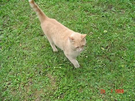 Huskat *Nuggi* - Sommer og slank. billede 6