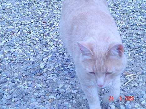 Huskat *Nuggi* - haløj.? billede 7