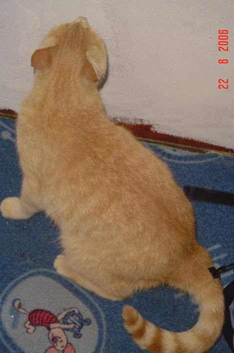 Huskat *Nuggi* - er jeg ikke fin.? billede 8