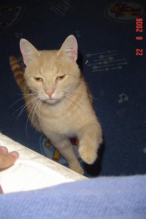 Huskat *Nuggi* - hvem der.? billede 9