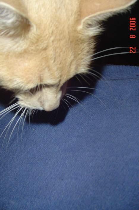 Huskat *Nuggi* - Mit hoved. billede 10