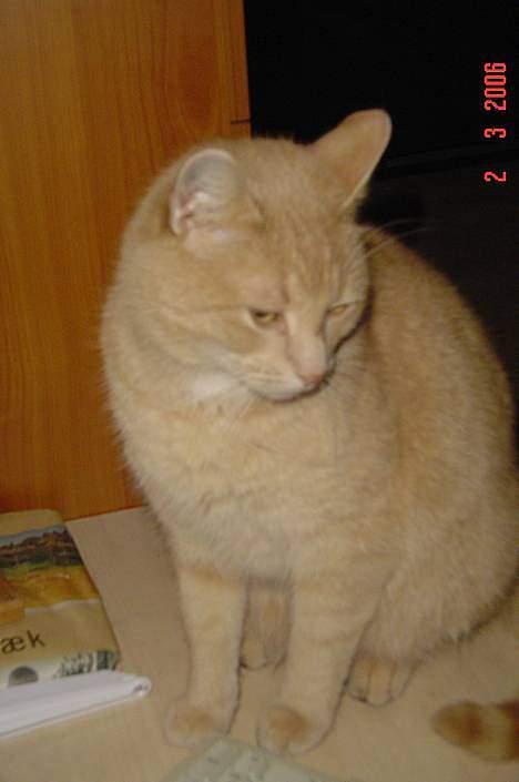 Huskat *Nuggi* - gammelt. billede 11