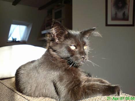 Maine Coon Kaiser  - hej hej billede 1