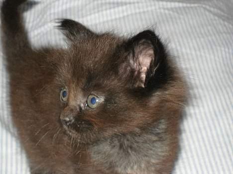 Maine Coon Kaiser  - se lige mig i profil ! billede 2