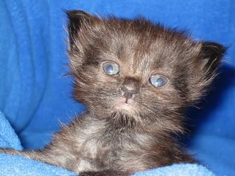 Maine Coon Kaiser  - hvem er du ??  billede 3