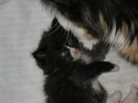 Maine Coon Stella - nam nam billede 2