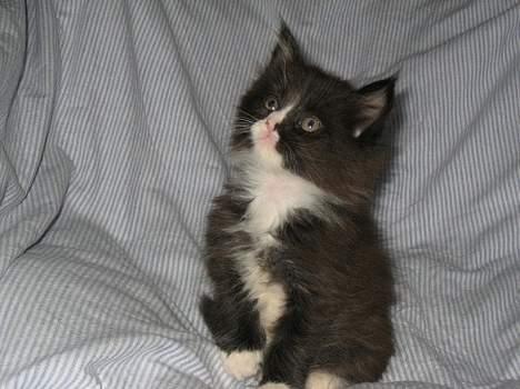 Maine Coon Stella - hej med dig billede 3