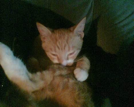 Huskat garfield billede 12