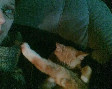 Huskat garfield billede 13