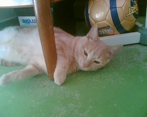 Huskat Gizmo - Ligger og slapper a :) billede 4