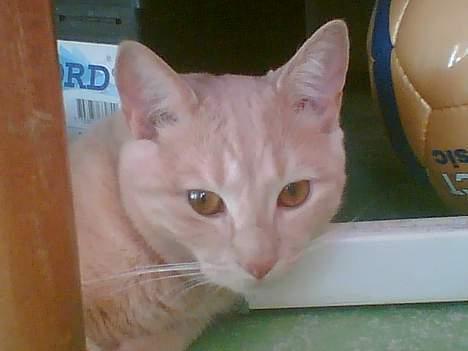 Huskat Gizmo - Flotte øjne :) billede 5