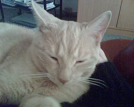 Huskat Gizmo - ligger bedst og sover ved mor :) billede 6