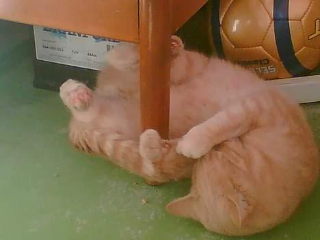 Huskat Gizmo - er stadig en meget legesyg kat.. især når den dumme hale driller :P billede 7