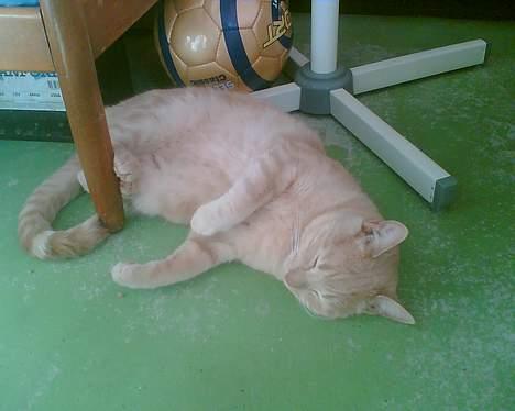 Huskat Gizmo - Puha al den leg har gjort mig træt billede 8