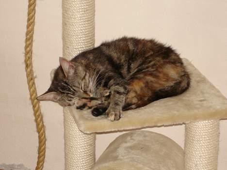 Blanding af racer Quity billede 1