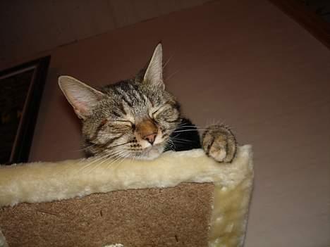 Blanding af racer Quity billede 2