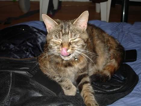 Blanding af racer Quity billede 3