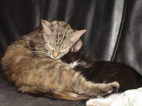 Blanding af racer Quity - Quity hygger med en af hendes killinger billede 4