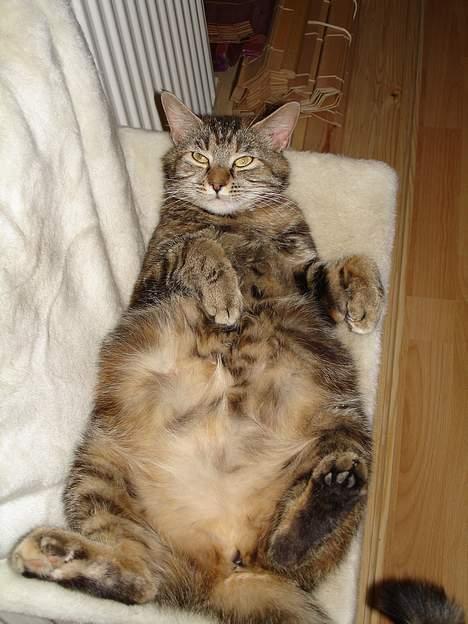 Blanding af racer Quity - Quity da hun var gravid for anden gang billede 5