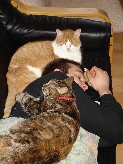 Blanding af racer Quity - De putter billede 6