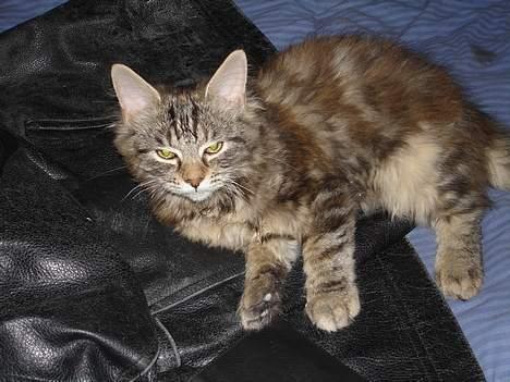 Blanding af racer Kisser *R.I.P* billede 1