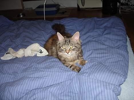 Blanding af racer Kisser *R.I.P* billede 2