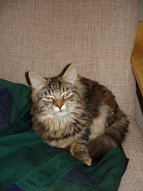 Blanding af racer Kisser *R.I.P* billede 3