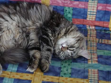 Blanding af racer Kisser *R.I.P* - Kisser kan ligge på de mest underlige måder billede 4