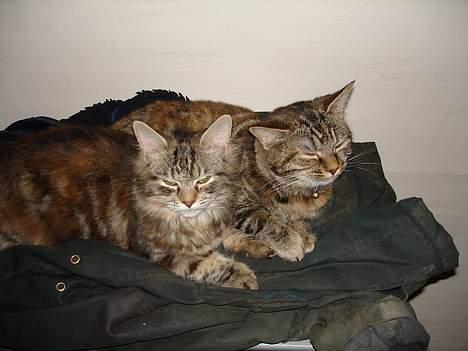 Blanding af racer Kisser *R.I.P* - Mor og datter hygger billede 5