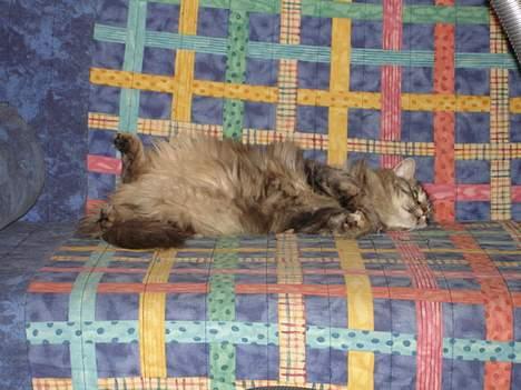 Blanding af racer Kisser *R.I.P* billede 6