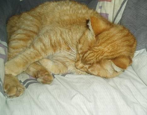 Huskat misser  billede 1