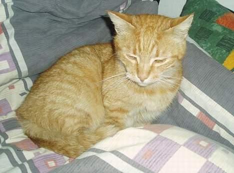 Huskat misser  billede 2