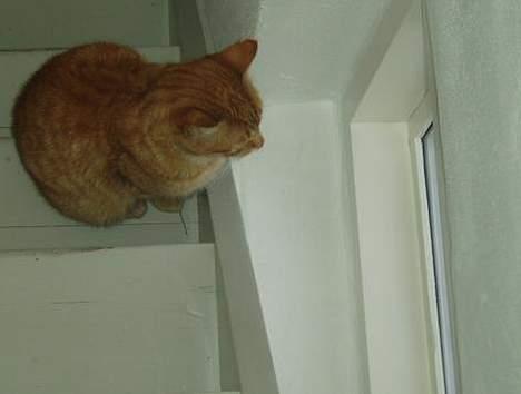 Huskat misser  billede 3