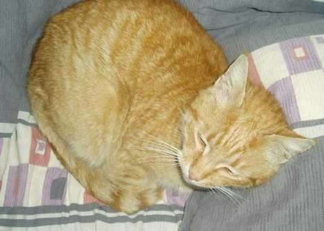 Huskat misser  billede 4