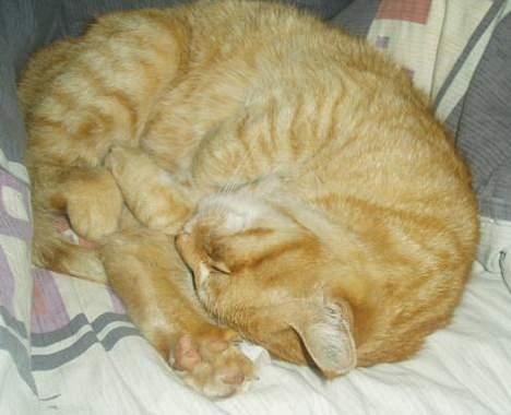 Huskat misser  billede 5