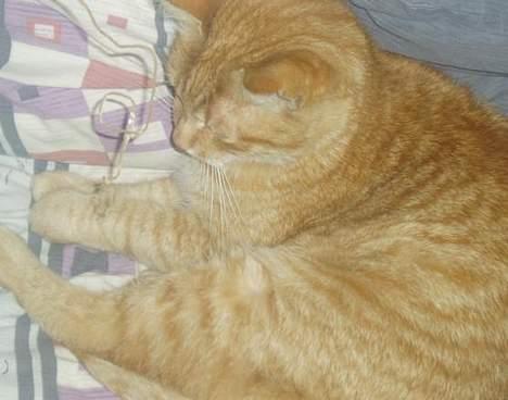 Huskat misser  billede 6