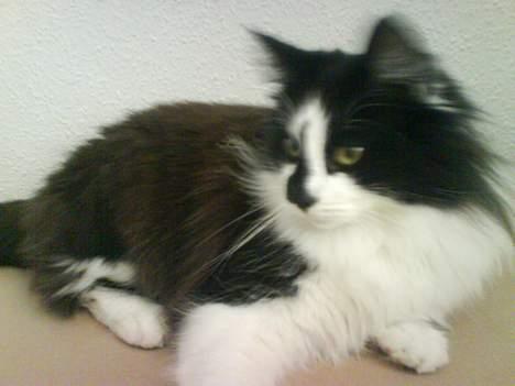 Blanding af racer Bailey billede 8