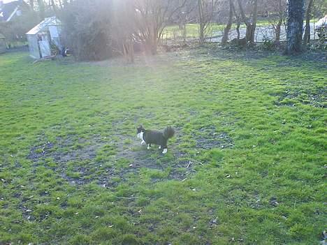 Blanding af racer Bailey billede 9