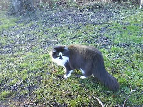 Blanding af racer Bailey billede 10