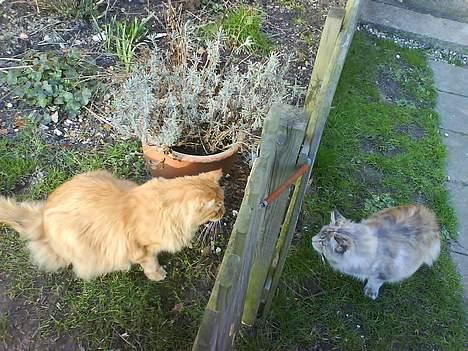 Maine Coon Silke - Davs hvem er du??? (Nabokatten hedder Maincy)  billede 8