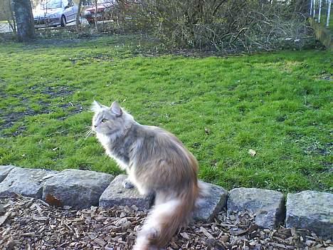 Maine Coon Silke - Hmmm... hvad mon Bailey laver?? billede 9