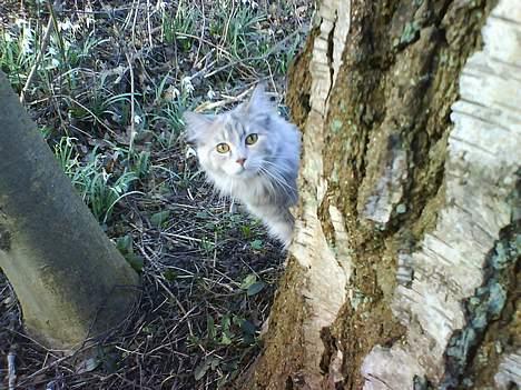 Maine Coon Silke - Tit tit... her er jeg... billede 10