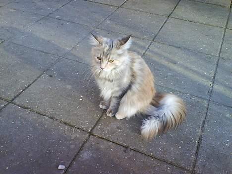 Maine Coon Silke - Skønt at være ude... billede 11